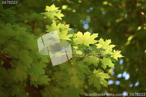 Image of green tree brances