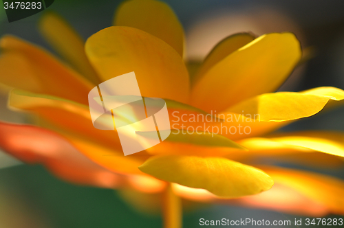 Image of Yellow Flower