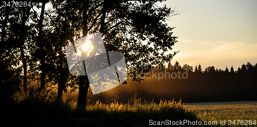 Image of A sunset behind a tree, summer time in Sweden
