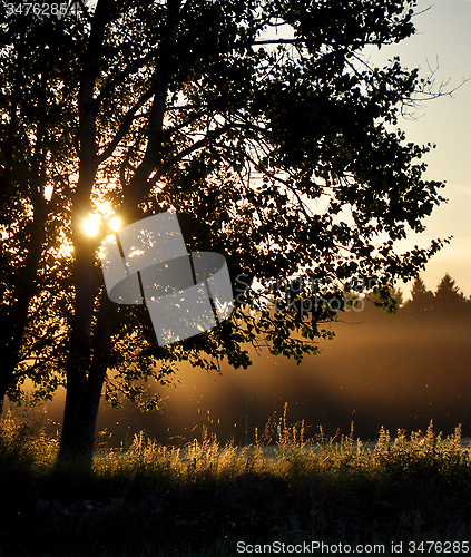 Image of Sunset tree countryside
