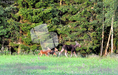 Image of Moose family 