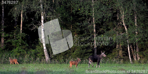 Image of Moose family
