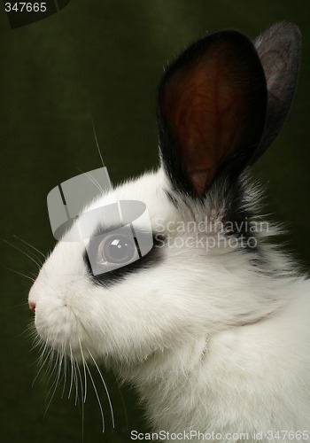 Image of rabbit portrait