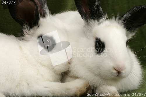 Image of twin rabbits