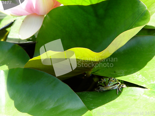 Image of froggy under lillypad