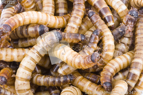 Image of Superworms