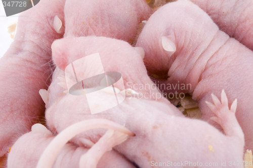 Image of Baby Mice