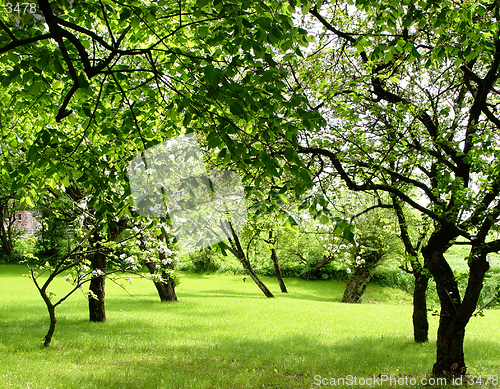 Image of fruit orchard