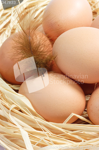 Image of Brown Eggs with Feather