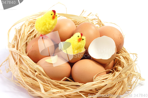 Image of Easter chicks