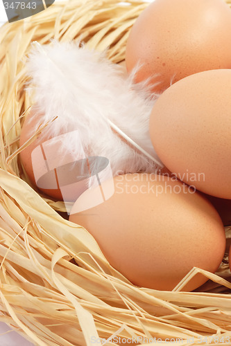 Image of Eggs with white Feather
