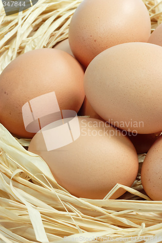 Image of Fresh Brown Eggs