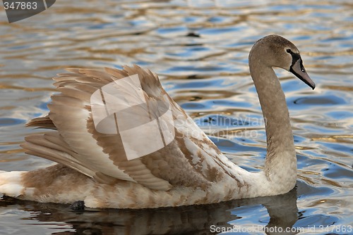 Image of Beautiful swan