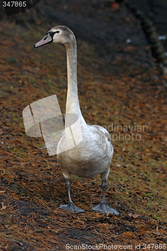 Image of Swan standing on the ground.