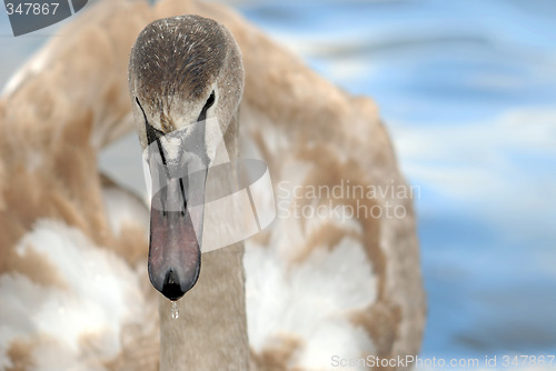 Image of Swan