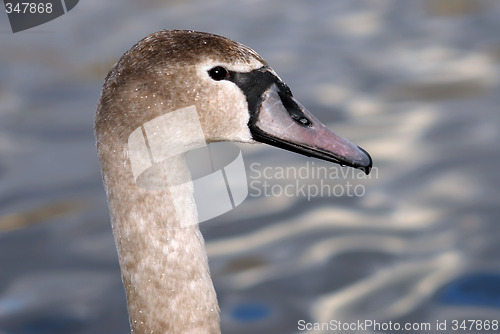 Image of Swan head