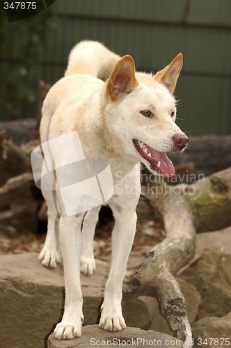 Image of australian dingo