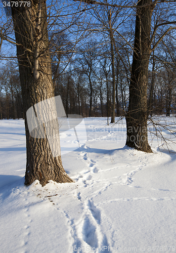 Image of traces on snow  