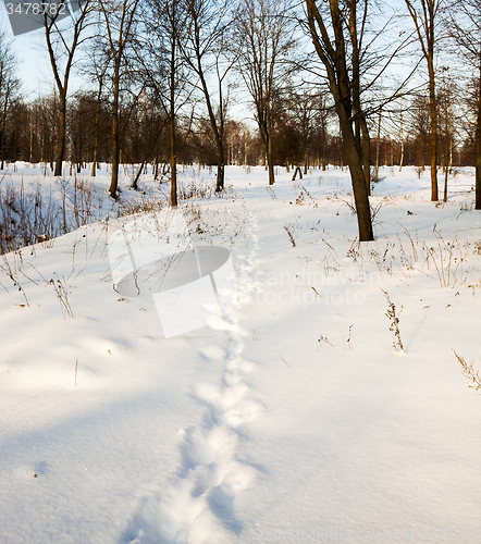 Image of traces on snow  