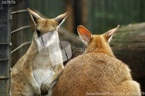Image of kangaroos in zoo
