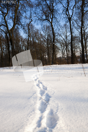 Image of traces on snow  