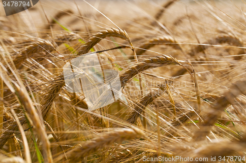 Image of mature wheat 