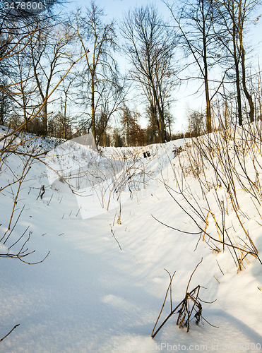 Image of winter forest  