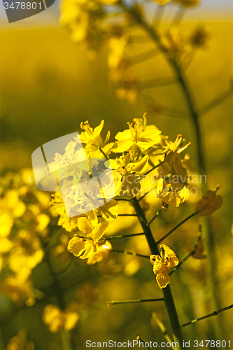 Image of blossoming colza  