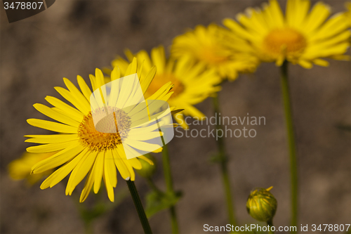 Image of yellow camomiles 