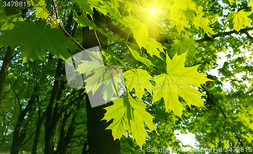 Image of Beautiful spring leaves of maple tree and sunlight