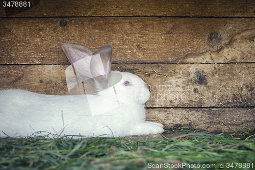 Image of White rabbit in a hutch