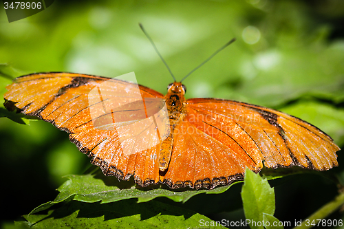 Image of Julia Heliconian Dryas Julia