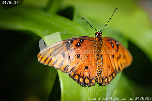 Image of Queen Danaus Gilippus