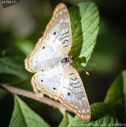 Image of White Peacock Anartia Jatrophae