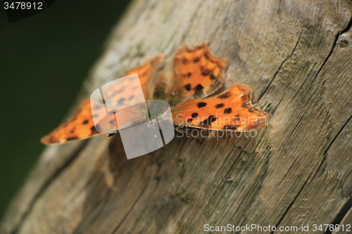 Image of Comma Butterfly