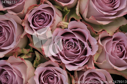 Image of purple roses