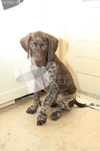 Image of German Shorthaired Pointer puppy