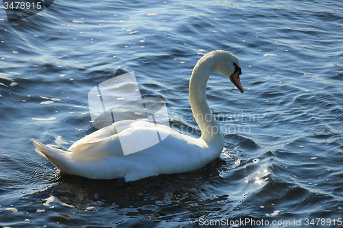Image of Single swan