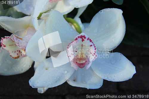 Image of White cymbidium orchids