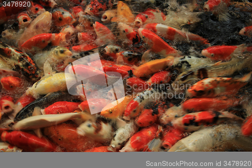 Image of Koi Carps