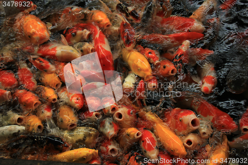 Image of Koi Carps