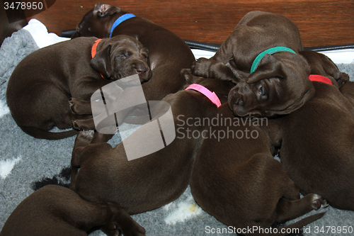 Image of German Shorthaired Pointer Puppies