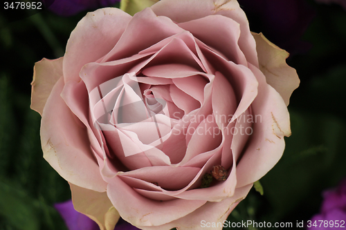 Image of Purple rose close up