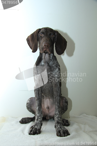 Image of German Shorthaired Pointer puppy