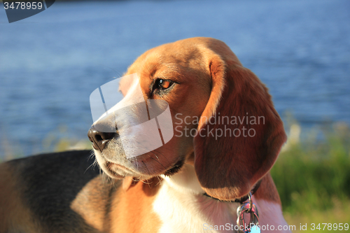 Image of Young female beagle