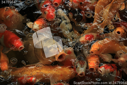 Image of Koi Carps