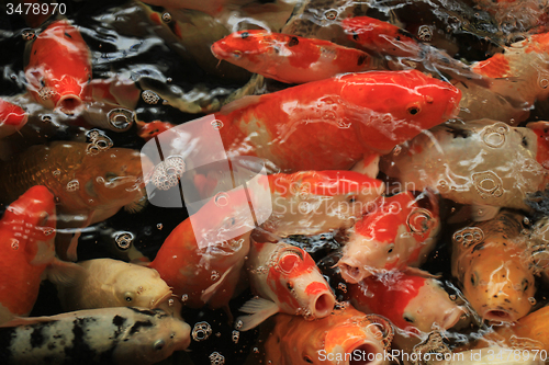 Image of Koi Carps