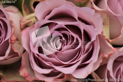 Image of purple roses