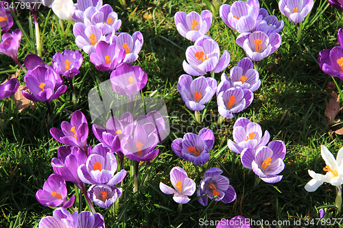 Image of Crocuses on a field