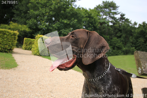 Image of German Shorthaired Pointer